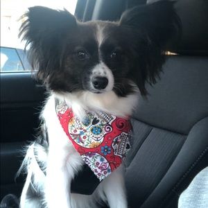 Meet your Posher, Justin